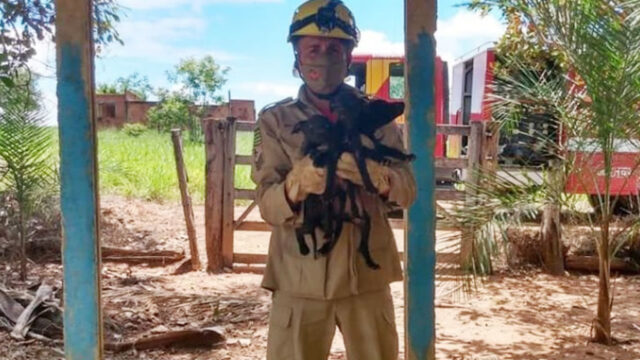 Filhotes de cães caem em cisterna de 15 metros de profundidade em Ipameri