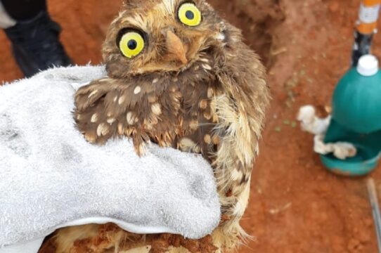 Coruja presa em buraco é resgatada pelos bombeiros em Catalão