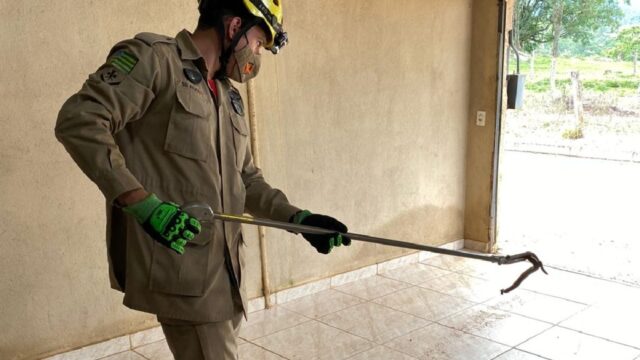 Bombeiros capturam cobra no telhado de casa em Ipameri