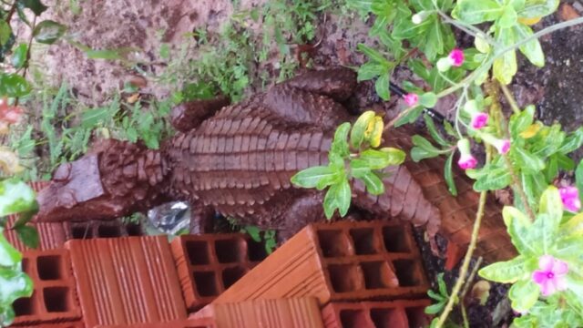 Jacaré é capturado na calçada de residência em Urutaí