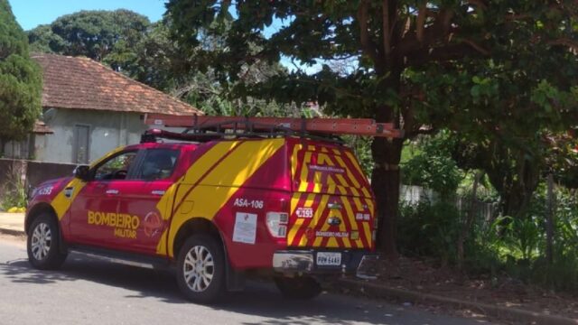 Bombeiros realiza resgate de animal doméstico em árvore, em Catalão