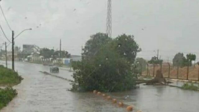 Ventania e chuva forte derrubam pelo menos 15 árvores em Pires do Rio; vídeos