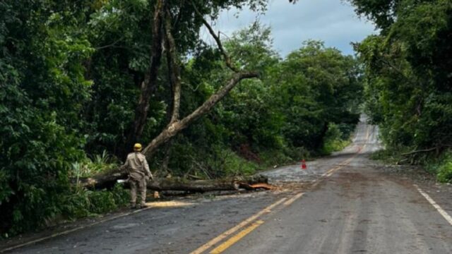 Bombeiros retiram árvore que caiu e obstruiu parte da GO-139, entre Corumbaíba e Marzagão
