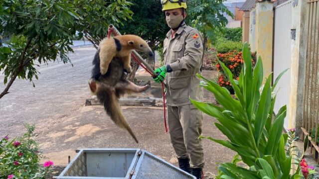 Bombeiros resgatam tamanduá-mirim no bairro Village Sul, em Ipameri