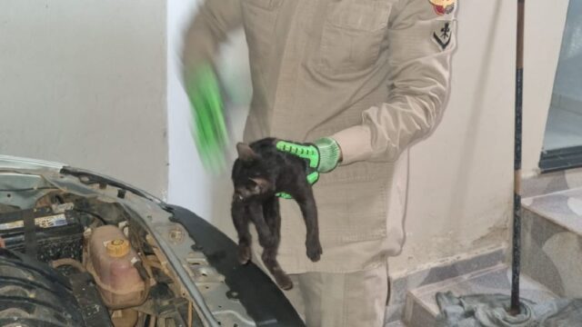 Bombeiros resgatam gato dentro do capô de veículo em Ipameri