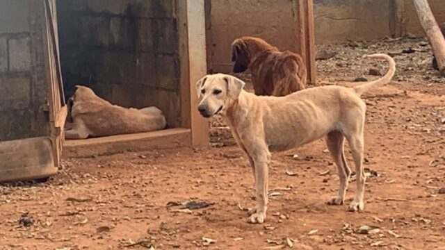 Polícia Civil abre inquérito para apurar se houve maus-tratos em canil de Goiandira