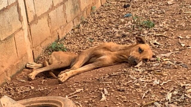 Flagrante: Canil Municipal de Goiandira é encontrado em estado de abandono e maus-tratos; prefeitura se esclarece em nota