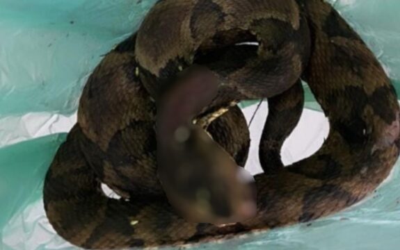 Homem é picado por cobra, mata o animal e o leva a UPA para facilitar atendimento, em Catalão