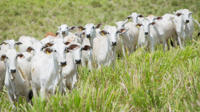 FCO aprova mais de R$ 36 milhões para modalidade Rural, em Goiás
