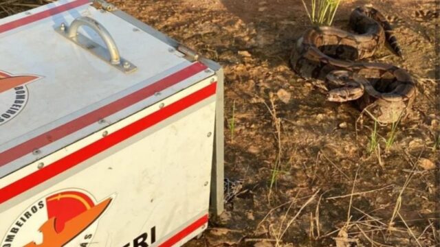 Bombeiros resgatam cobra em residência de Ipameri