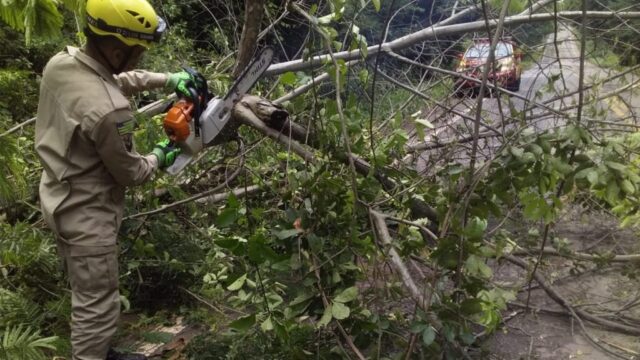 Bombeiros retiram árvore caída na GO-330, sentido Catalão a Ipameri