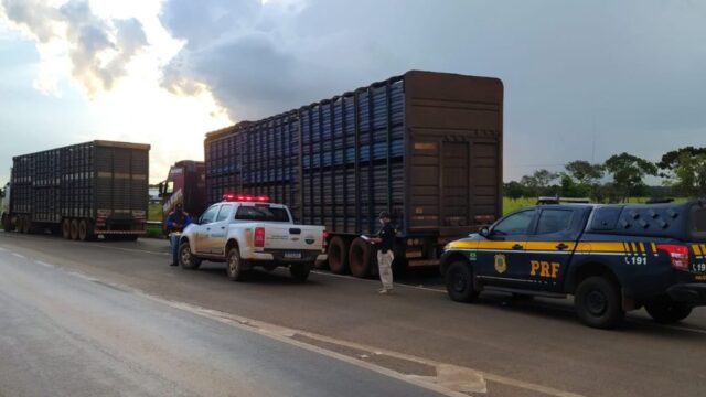 PRF flagra 116 bovinos sendo transportados sem guia e nota fiscal na BR 050, em Catalão