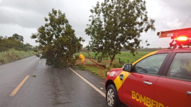 Queda de árvore bloqueia parcialmente pista da rodovia GO 210 entre Goiandira e Nova Aurora