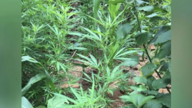 Jovem é preso suspeito de cultivar pés de maconha em Santa Cruz de Goiás