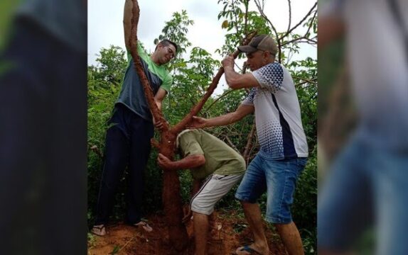 Moradores colhem mandioca com quase 3 metros, em chácara de Catalão; veja imagem