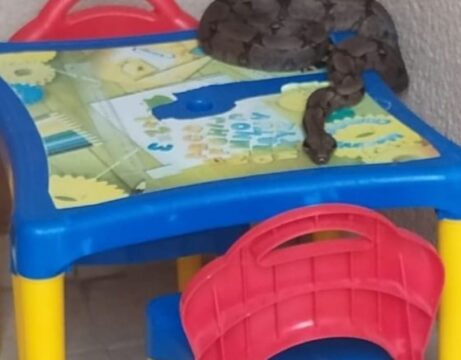 Bombeiros capturam jiboia em cima de mesa de brinquedo em residência de Catalão