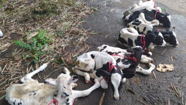 PRF resgata 14 bezerros sendo transportados irregularmente em veículo fechado, em Goias