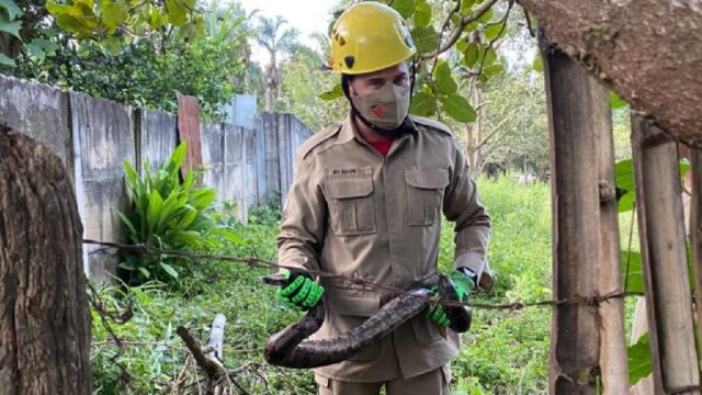 Em Ipameri: Bombeiros captura serpente em quintal de residência
