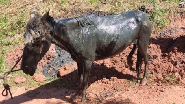 Bombeiros resgatam cavalo que caiu em fossa em Caldas Novas
