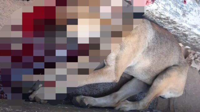 Homem é preso após matar cachorro a marretadas em Santa Cruz Goiás