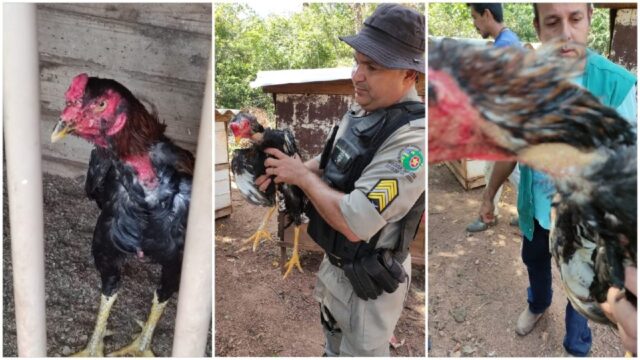 BPMRural apreende 38 galos usados em rinha com sinais de maus tratos no município de Três Ranchos