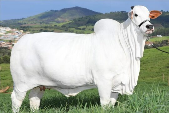 Vaca nelore é leiloada na ExpoZebu em Uberaba por R$ 7,9 milhões