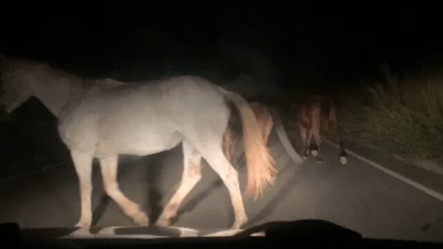 Vídeo flagra cavalos soltos dividindo pista com veículos na GO-305 em Cumari; assista