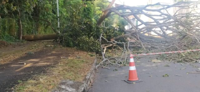 Queda de árvore interdita rua do Setor Universitário, em Catalão