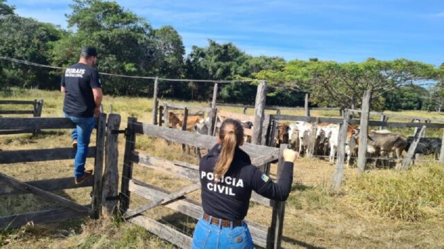 Polícia Civil recupera 15 cabeças de gado furtadas em Goiandira