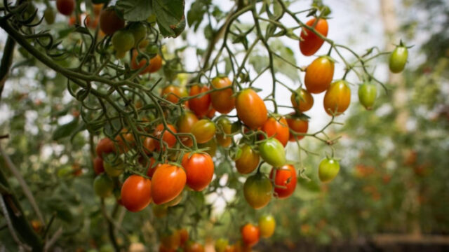 Valor bruto da produção agropecuária de Goiás deve ser 5º maior do país