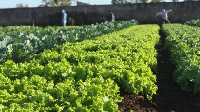 Prefeitura de Três Ranchos desenvolve projeto de horta comunitária e beneficia cerca de 100 famílias