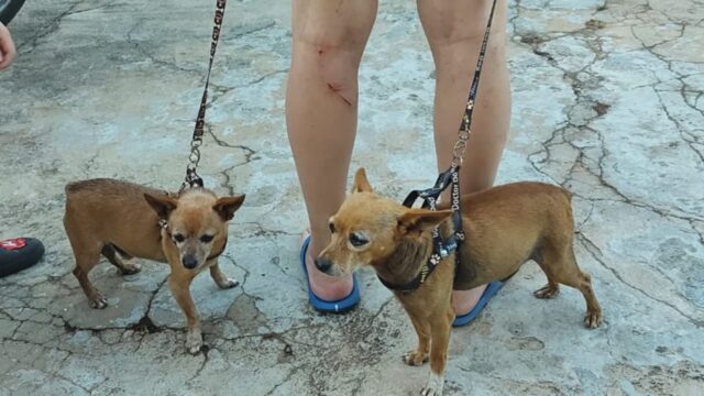 Para proteger o filho e se defender, pai enfrenta cães e leva mordida, em Catalão