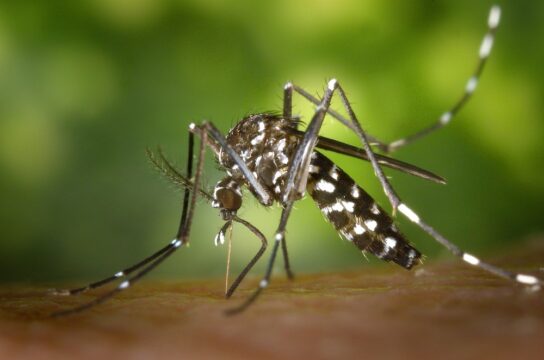 Goiás tem as duas primeiras mortes confirmadas pela cepa da dengue mais disseminada no mundo, diz SES