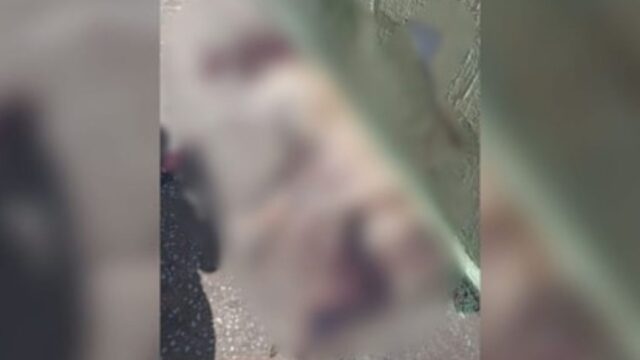 Moradores denunciam que cachorro foi morto a facadas em Indiara (GO)