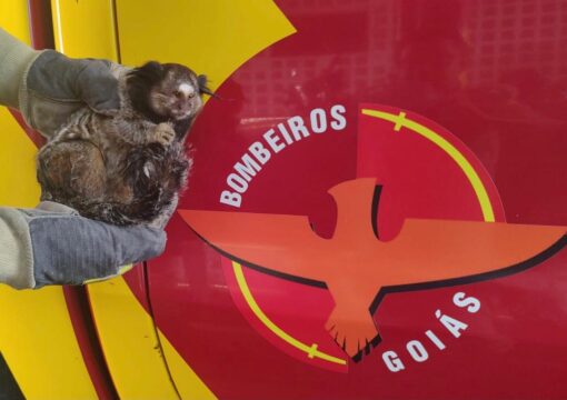 Após sofrer choque elétrico em via pública, mico é resgatado por Corpo de Bombeiros, em Catalão