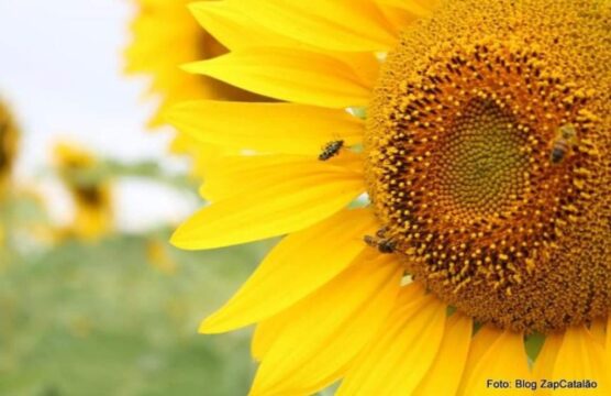 Catalão lidera a produção de girassol e fica em 6° em sorgo em Goiás, aponta Radiografia do Agro 2022