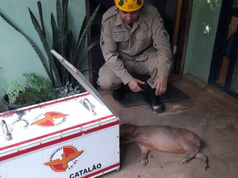 Capivara ferida é resgatada pelo Corpo de Bombeiros em Catalão