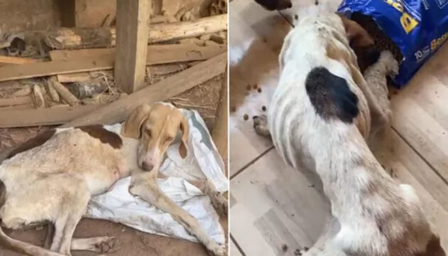 Polícia resgata cachorros que sofriam maus-tratos e se alimentavam de animal morto, em Nazário