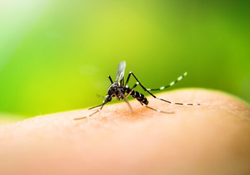 Goiás tem primeira morte por chikungunya em 2022, diz Saúde