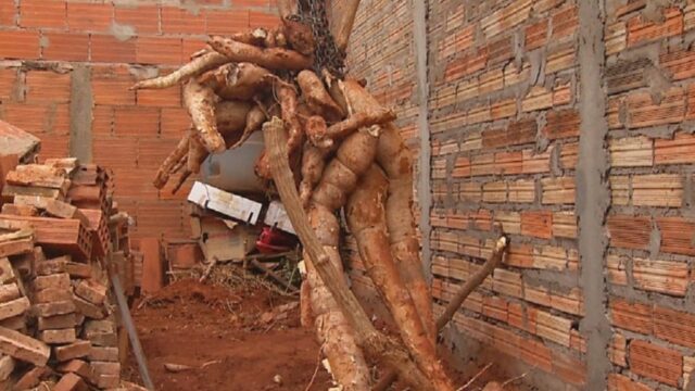 Morador precisa usar guincho manual para colher raiz de mandioca de cerca de 300 kg que ele plantou no quintal de casa