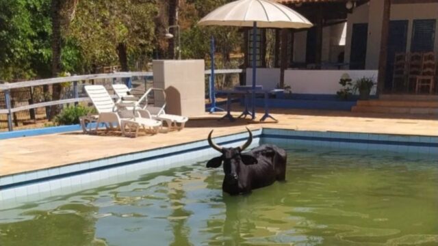 Vaca é resgatada apois cair dentro de piscina, em Anápolis