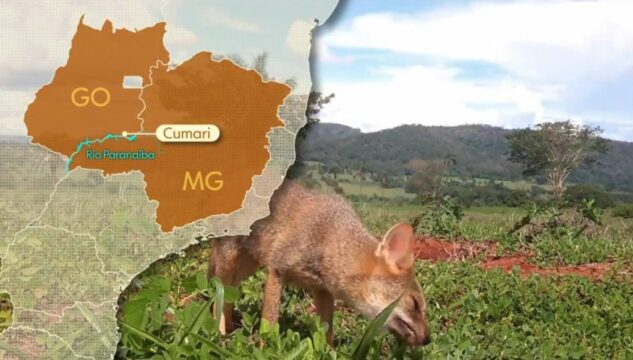 Projeto de professores da UFCAT é tema de reportagem do Globo Rural