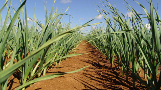 Goiás é destaque na produção nacional de alho que apresenta crescimento nos últimos anos