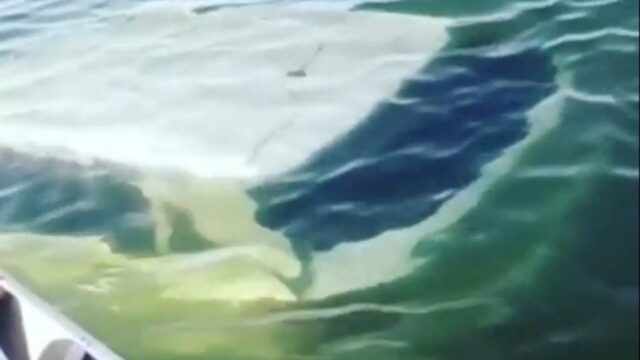 Motorista de carro achado dentro do Lago Serra da Mesa não viu que estava entrando na água, diz delegado