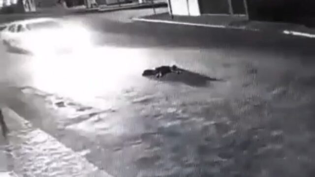 Revolta: motorista atropela cão e foge sem prestar socorro, em Catalão; VÍDEO