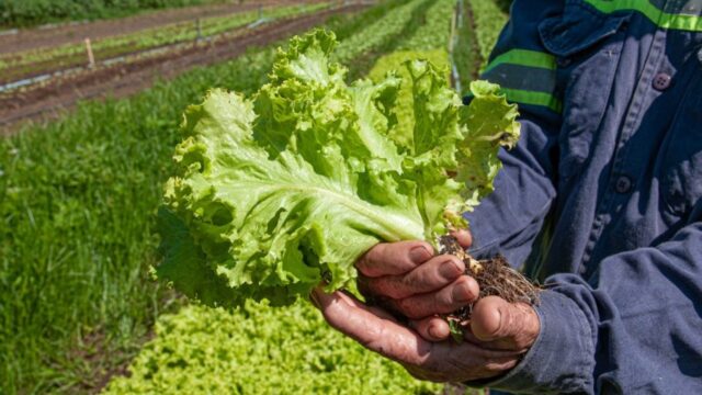 Agricultura familiar de Goiás será destaque na SuperAgos