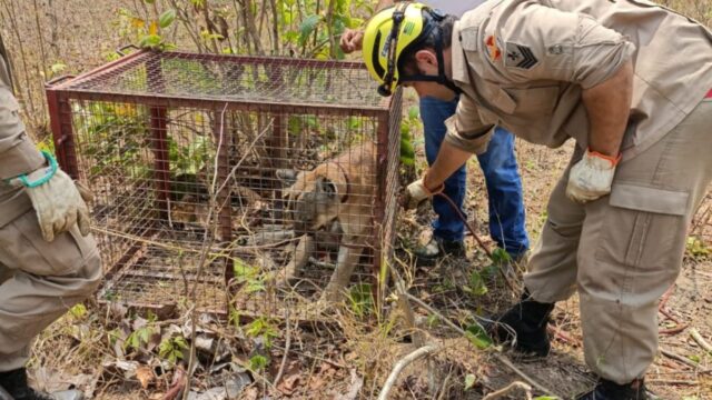 Onça parda morre após ser atropelada na GO-080, em Goianésia
