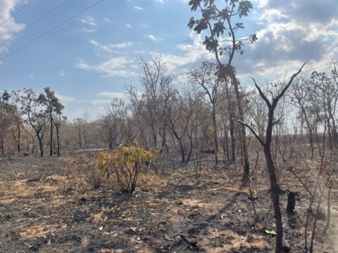 Incêndio atinge mais de 480 hectares em área de vegetação na zona rural de Ipameri