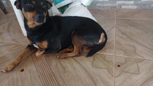 Homem de 51 anos é preso suspeito de castrar cachorro na zona rural de Catalão