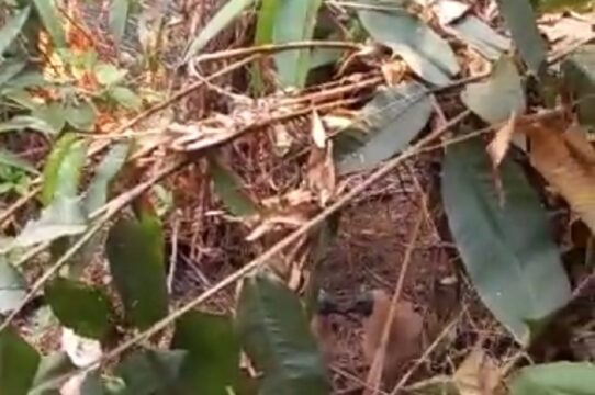 Bombeiro salva filhotes de urubus em meio a incêndio no Parque Municipal do Setor Santa Cruz, em Catalão